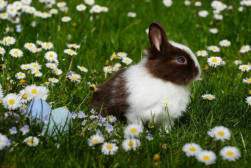 Cute Brown and White Rabbit in Daisies with Easter Eggs