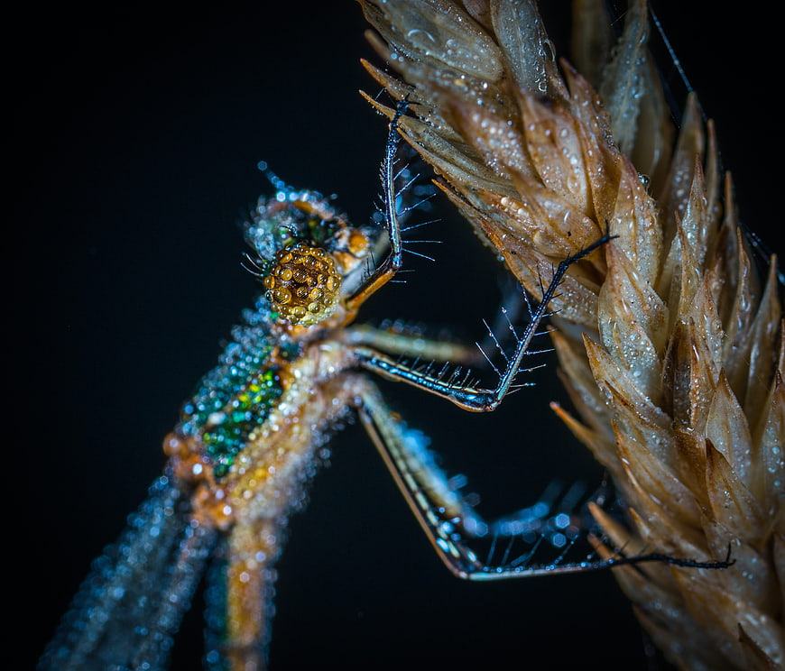 Macro photography of a dew-covered dragonfly on a dried plant
