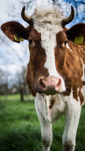 Close-up portrait of a brown and white cow in a green pasture