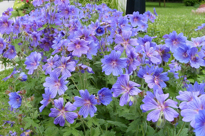 Vibrant purple cranesbill flowers blooming in a lush garden