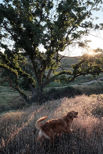 Golden Retriever Running in Golden Hour Grass Field