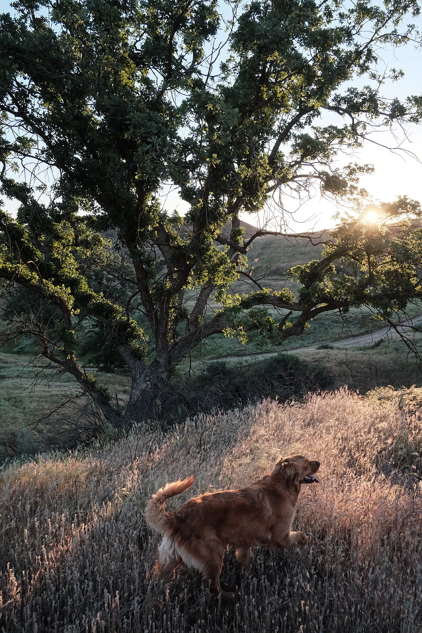 Golden Retriever Running in Golden Hour Grass Field