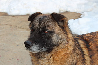 Close-up portrait of a brindle dog in winter snow