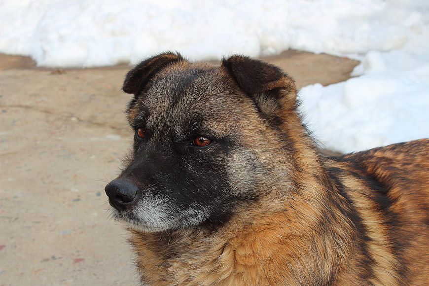 Close-up portrait of a brindle dog in winter snow