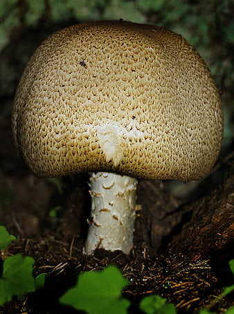 Close-up of a textured brown mushroom cap in a forest
