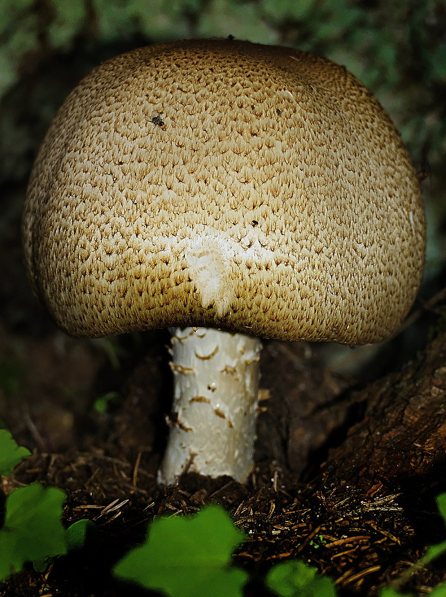 Close-up of a textured brown mushroom cap in a forest