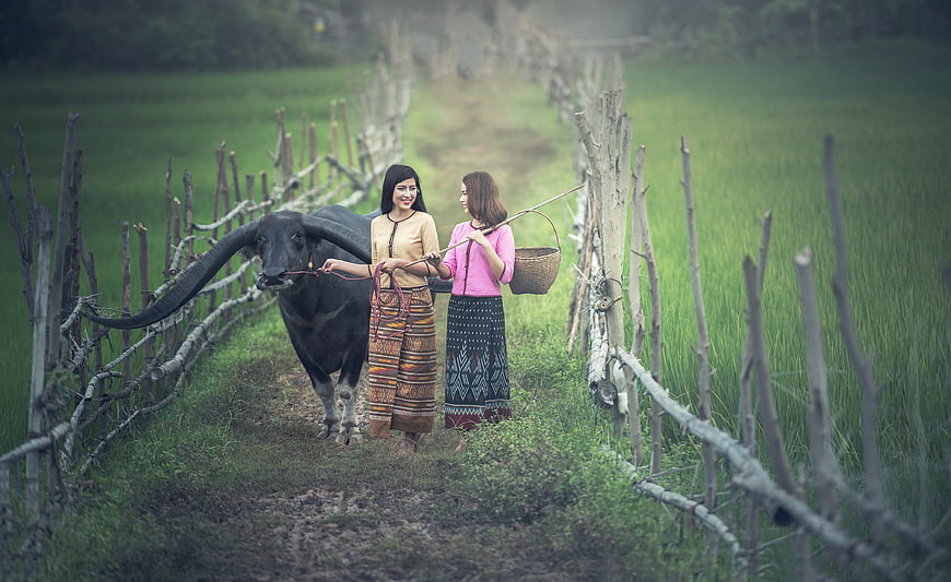 Two women walking with water buffalo in rice paddy