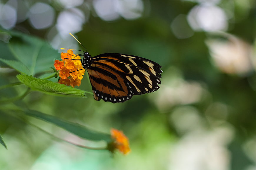 Monarch Butterfly Feeding on Orange Lantana Flower