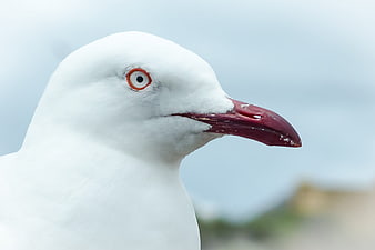 Close-up portrait of a seagull with red beak and eye