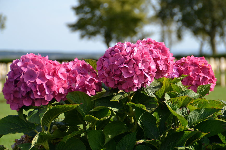 Vibrant Pink Hydrangea Flowers in a Sunny Garden