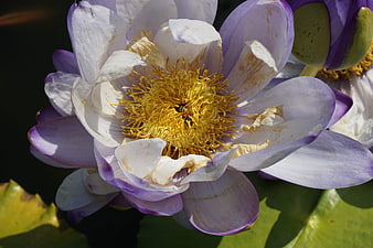 Close-up of Purple Water Lily with Yellow Stamen and Bee