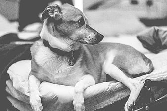 Black and white portrait of a dog resting on a bed