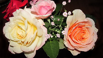 Colorful Rose Bouquet with Baby's Breath on Dark Background