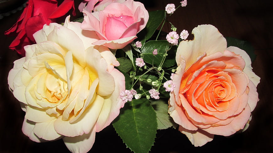 Colorful Rose Bouquet with Baby's Breath on Dark Background