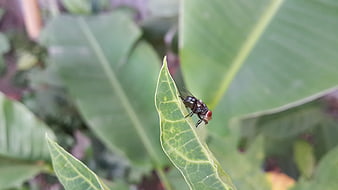 Close-up of a fly resting on a green leaf tip