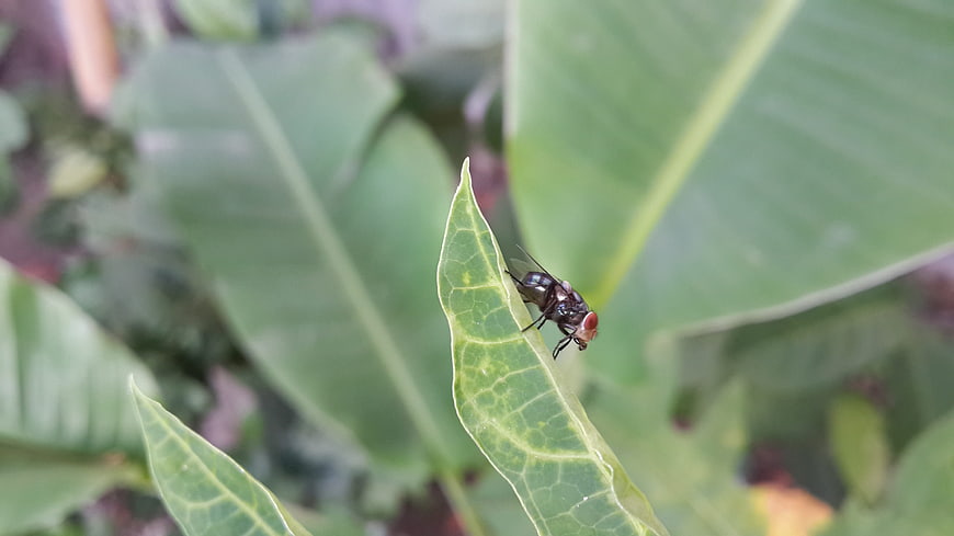 Close-up of a fly resting on a green leaf tip