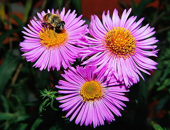 Close-up of Hoverfly on Purple Asters