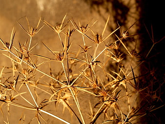Close-up of dry thistle plant in golden sunlight