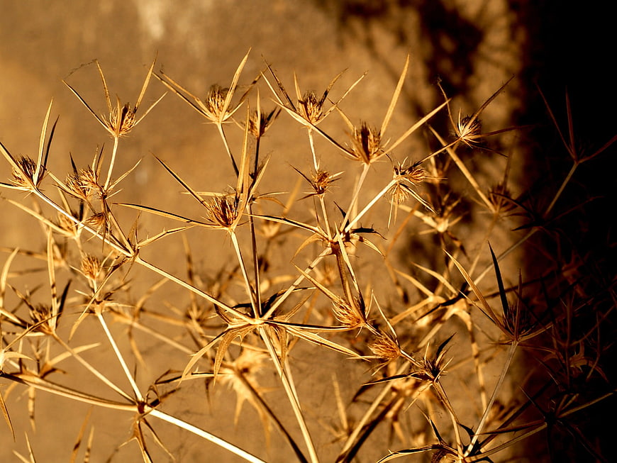 Close-up of dry thistle plant in golden sunlight