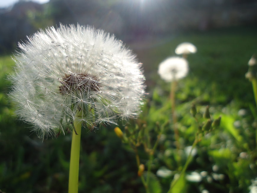 Close-up of a white dandelion seed head in a sunny meadow