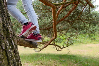 Woman in red sneakers climbing a pine tree branch