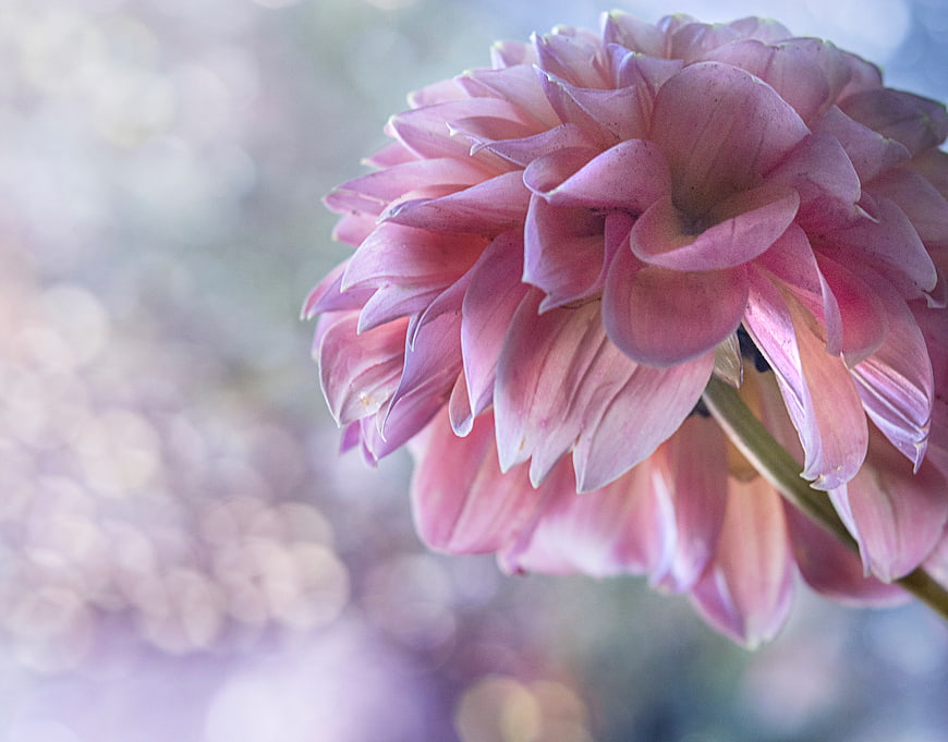 Close-up of pink dahlia flower with soft bokeh background