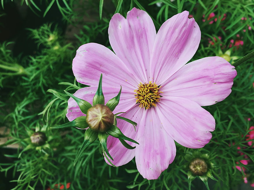 Pink Cosmos Flower Close-Up with Green Foliage