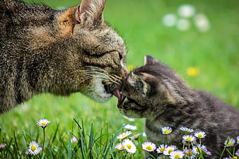 Mother Cat Licking Kitten In Spring Meadow