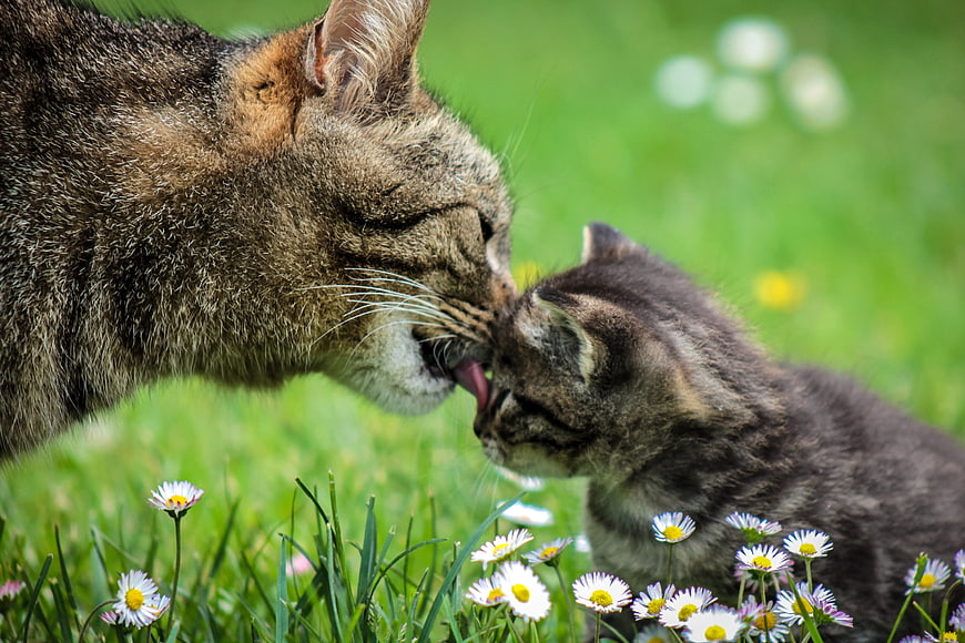 Mother Cat Licking Kitten In Spring Meadow