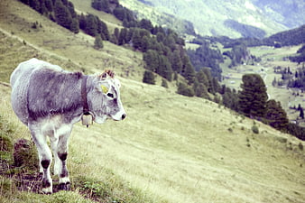 Gray calf with bell standing on grassy mountain pasture