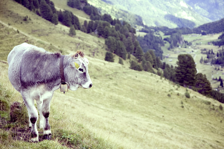 Gray calf with bell standing on grassy mountain pasture