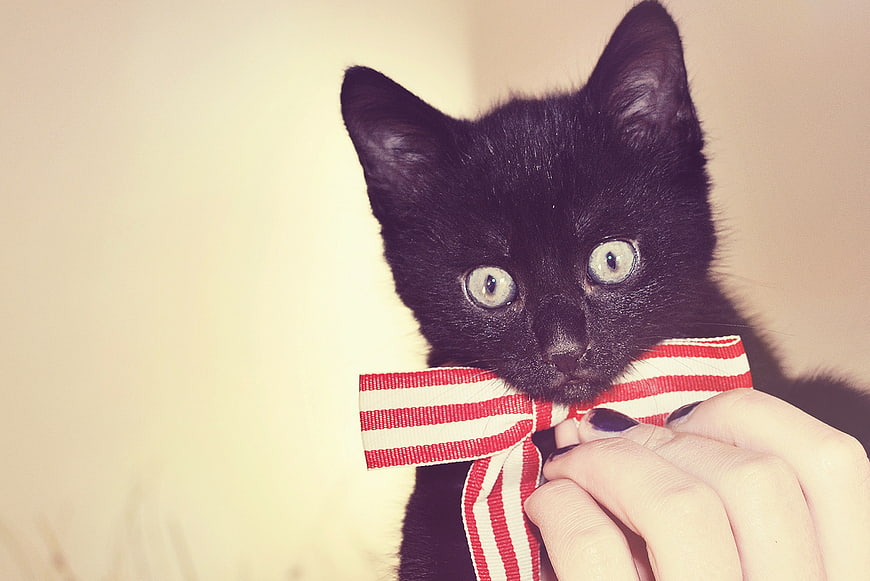 Cute Black Kitten Wearing Red and White Striped Bow Tie