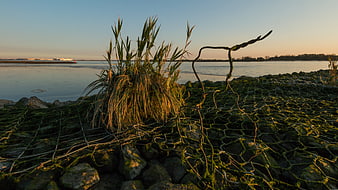 Reeds and driftwood on rocky shore at sunset