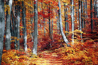 Vibrant Autumn Forest with Red and Orange Foliage