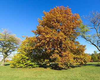 Golden autumn tree in park with blue sky