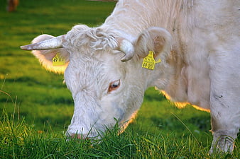 White Charolais Cow Grazing in Green Pasture