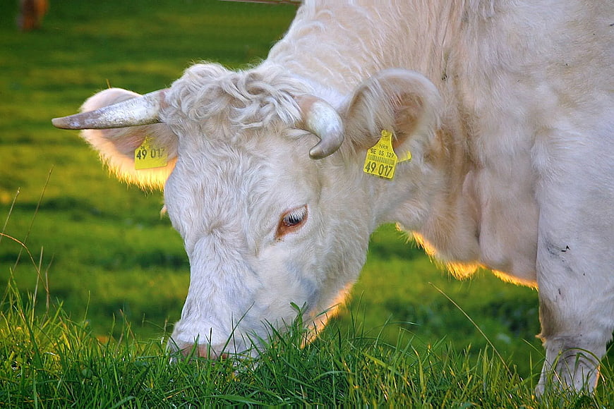 White Charolais Cow Grazing in Green Pasture