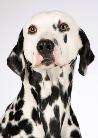 Close-up portrait of a Dalmatian dog on white background