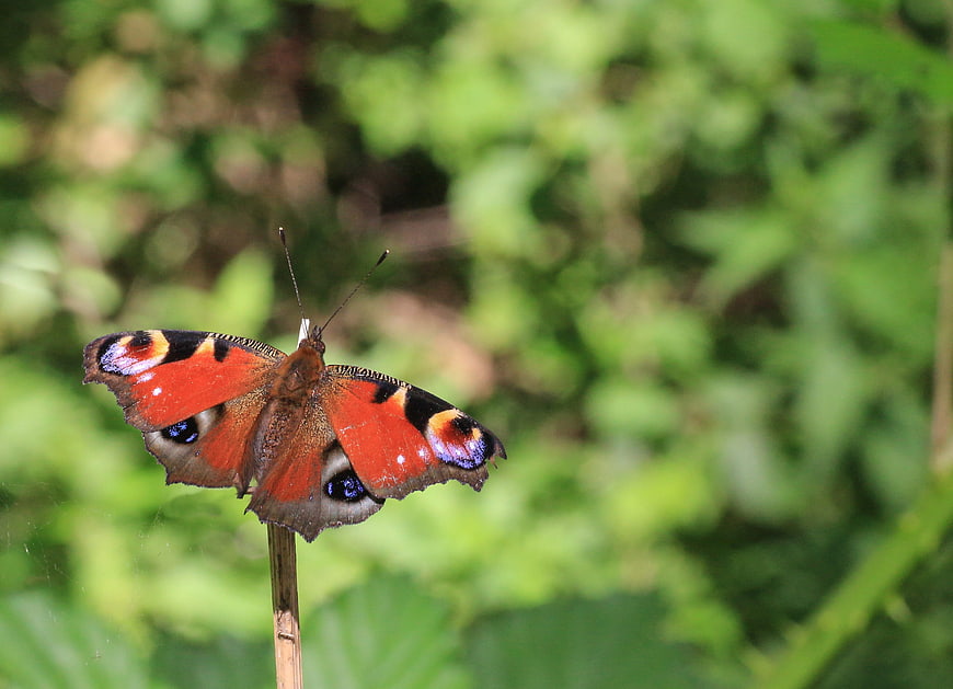 Peacock butterfly perched on a twig in nature