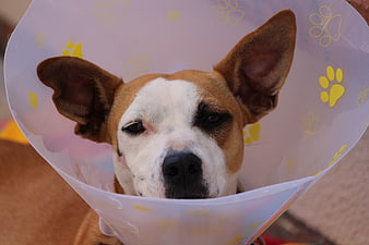 Sad Dog Wearing Protective Cone Close-Up Portrait