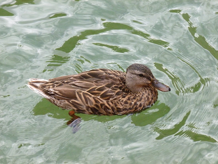 Brown Duck Swimming in Green Rippled Water