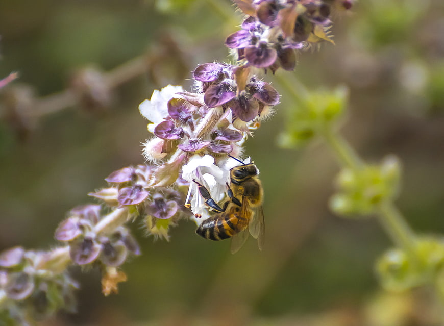 Honey Bee Pollinating Purple Basil Flower Close Up