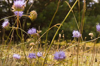 Purple Wildflowers in a Sunny Summer Meadow