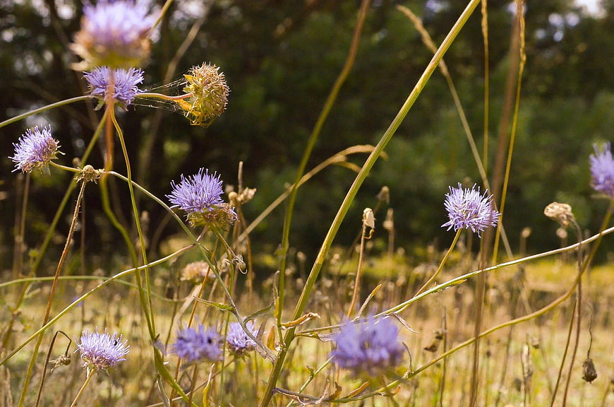 Purple Wildflowers in a Sunny Summer Meadow