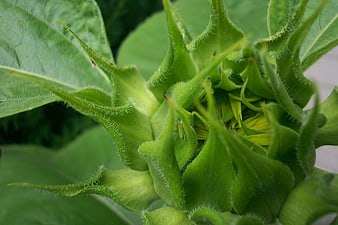 Close-up of a green sunflower bud with fuzzy texture