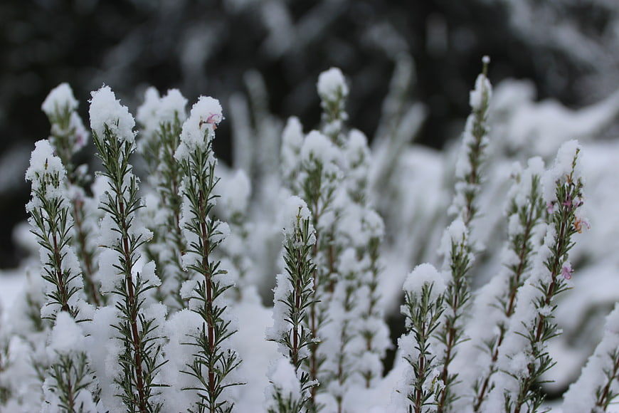 Snow-covered rosemary plants in winter garden