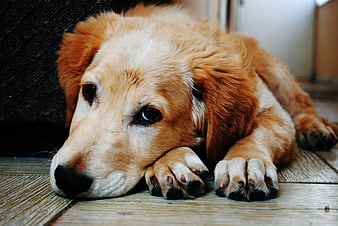 Sad Golden Retriever Puppy Lying on Wooden Floor