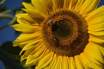 Close-up of bees pollinating a sunflower
