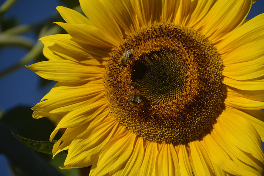 Close-up of bees pollinating a sunflower