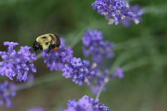 Bumblebee Pollinating Purple Lavender Flowers in Garden